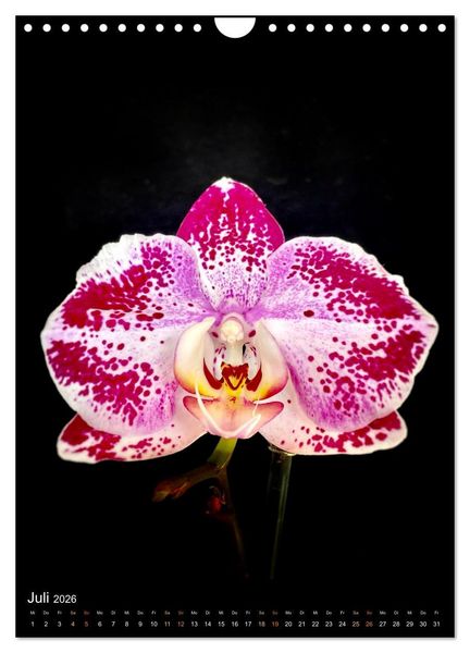 Produktbild: Orchideen - Exoten im Wohnzimmer (Wandkalender 2026 DIN A4 hoch), CALVENDO Monatskalender