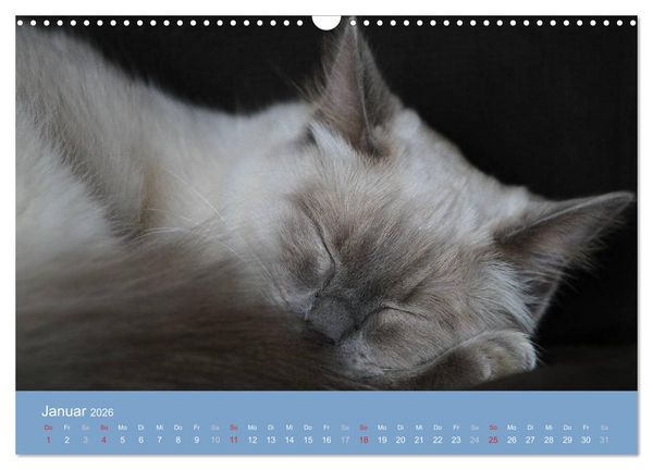 Produktbild: Engel auf 4 Pfoten - Ragdolls 2026 (Wandkalender 2026 DIN A3 quer), CALVENDO Monatskalender