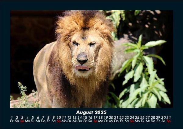 Produktbild: L&ouml;wen in der Wildnis 2025 Fotokalender DIN A5