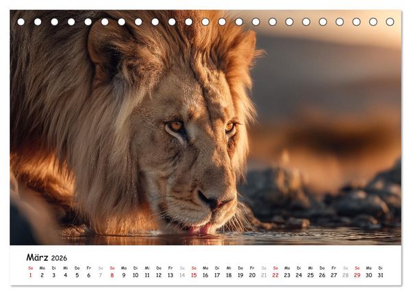 Produktbild: L&ouml;wen - Majest&auml;t der Wildnis (Tischkalender 2026 DIN A5 quer), CALVENDO Monatskalender