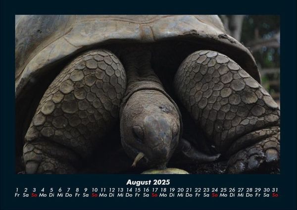 Produktbild: Schildkr&ouml;tenzauber 2025 Fotokalender DIN A4