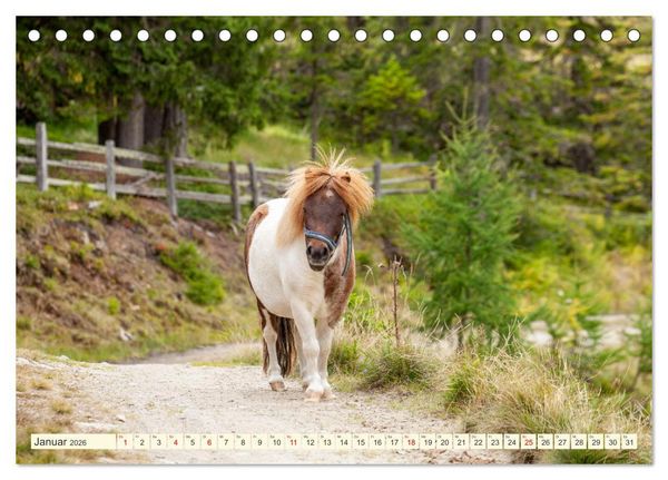 Produktbild: Wir sind die Stars auf der Alm (Tischkalender 2026 DIN A5 quer), CALVENDO Monatskalender