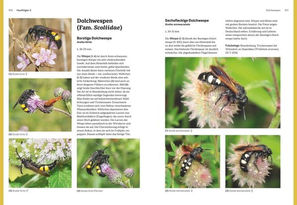 Produktbild: Das gro&szlig;e BLV Handbuch Insekten