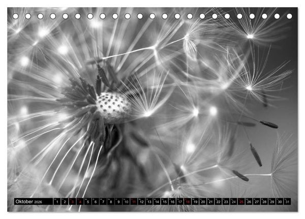 Produktbild: Pusteblume - Impressionen in schwarzwei&szlig; (Tischkalender 2026 DIN A5 quer), CALVENDO Monatskalender