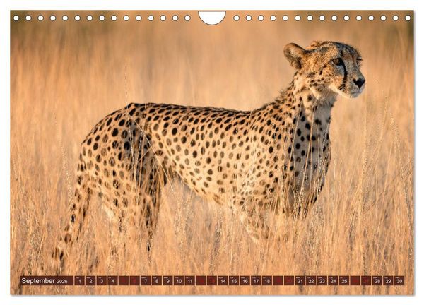Produktbild: Amazing Cheetahs (Wall Calendar 2026 DIN A4 landscape), CALVENDO 12 Month Wall Calendar