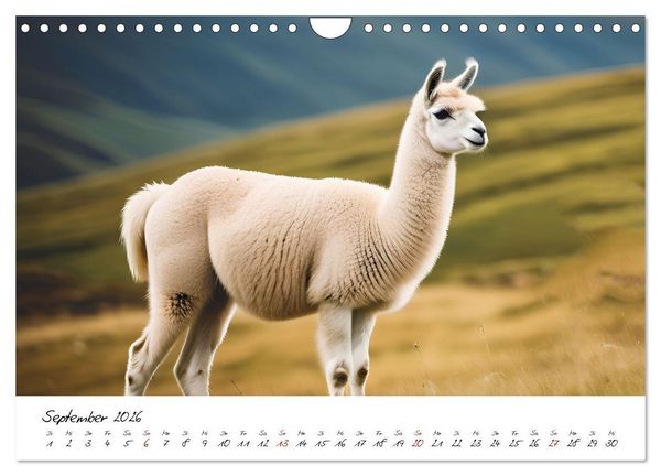 Produktbild: Alpakas, die sanften Andenbewohner (Wandkalender 2026 DIN A4 quer), CALVENDO Monatskalender
