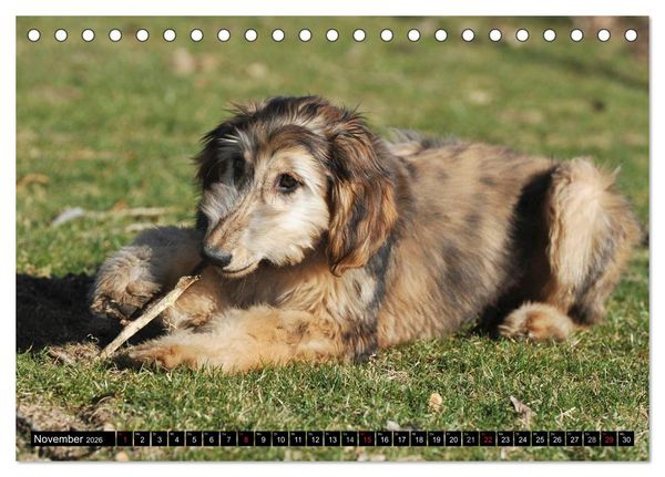 Produktbild: Kinder des Windes - Afghanischer Windhund (Tischkalender 2026 DIN A5 quer), CALVENDO Monatskalender