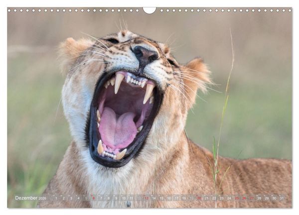 Produktbild: L&ouml;wen - Raubkatzen Afrikas (Wandkalender 2026 DIN A3 quer), CALVENDO Monatskalender