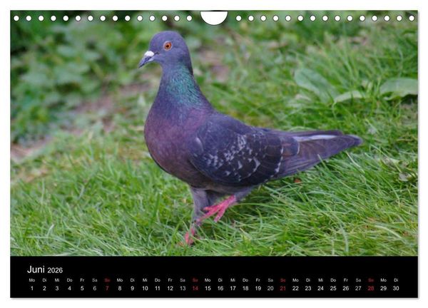 Produktbild: Tauben in der Stadt (Wandkalender 2026 DIN A4 quer), CALVENDO Monatskalender