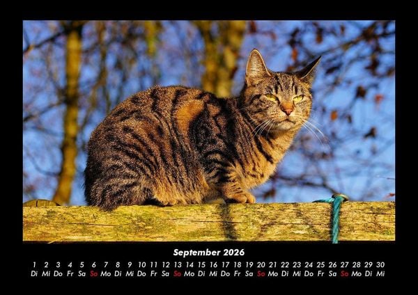 Produktbild: F&uuml;r Katzenfreunde 2026 Fotokalender DIN A3