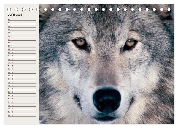 Produktbild: W&ouml;lfe. Verwegene Anmut (Tischkalender 2026 DIN A5 quer), CALVENDO Monatskalender