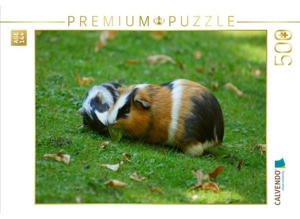 CALVENDO Puzzle Meerschweinchen Dinner | 500 Teile Lege-Größe 48 × 36 cm Foto-Puzzle für Erwachsene