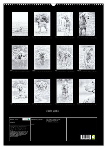 Produktbild: Vizsla-Liebe (Wandkalender 2026 DIN A2 hoch), CALVENDO Monatskalender