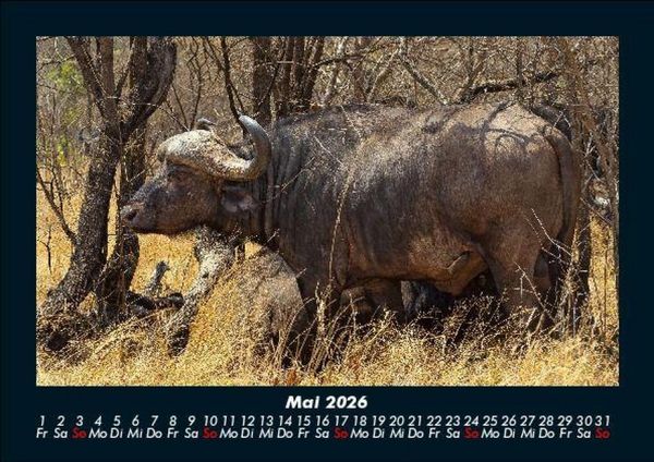 Produktbild: Welt der Tiere 2026 Fotokalender DIN A5