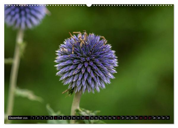 Produktbild: Kleine Blumen ganz gro&szlig; (hochwertiger Premium Wandkalender 2026 DIN A2 quer), Kunstdruck in Hochglanz
