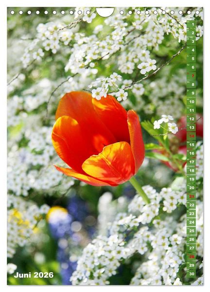 Produktbild: Bunte Tulpenpracht (Wandkalender 2026 DIN A4 hoch), CALVENDO Monatskalender