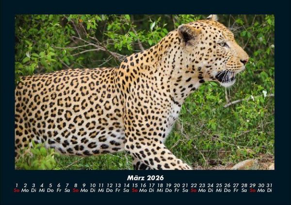 Produktbild: Welt der Tiere 2026 Fotokalender DIN A4