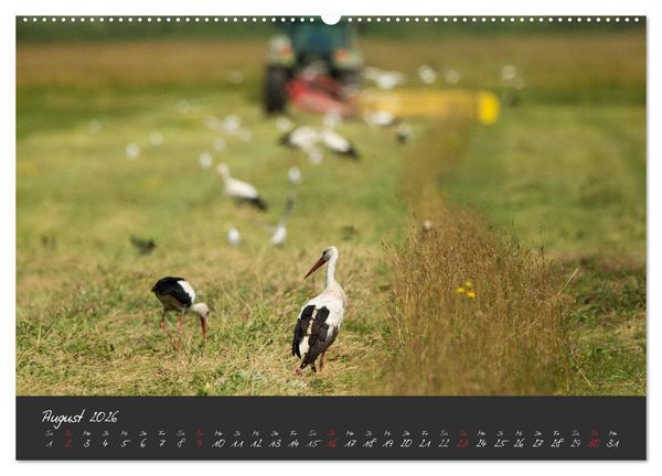 Produktbild: Natur erleben Seewinkel-Neusiedlersee (hochwertiger Premium Wandkalender 2026 DIN A2 quer), Kunstdruck in Hochglanz