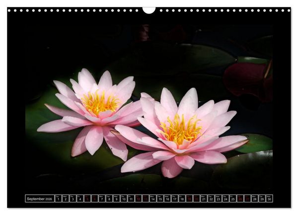 Produktbild: Mysterious plant portraits (Wall Calendar 2026 DIN A3 landscape), CALVENDO 12 Month Wall Calendar