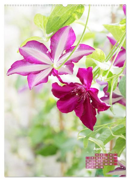 Produktbild: Es rankt, klettert und bl&uuml;ht (Wandkalender 2026 DIN A2 hoch), CALVENDO Monatskalender