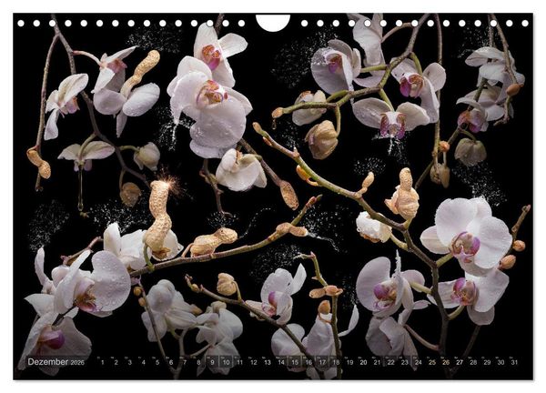 Produktbild: Orchidea (Wandkalender 2026 DIN A4 quer), CALVENDO Monatskalender