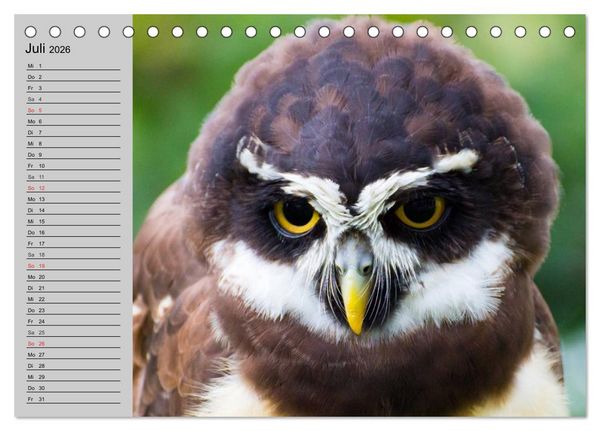 Produktbild: Eulen. W&auml;chter der Nacht (Tischkalender 2026 DIN A5 quer), CALVENDO Monatskalender