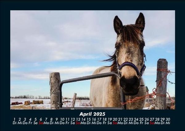 Produktbild: Die Welt der Pferde 2025 Fotokalender DIN A5