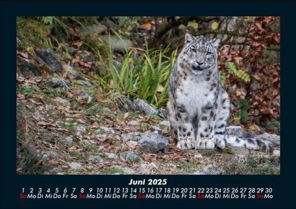 Produktbild: F&uuml;r Katzenfreunde 2025 Fotokalender DIN A5