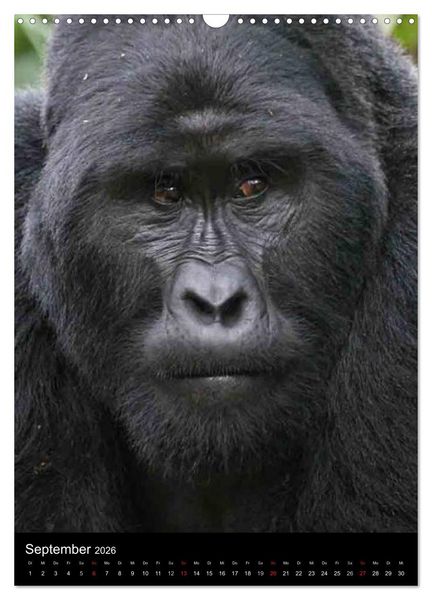 Produktbild: Gorillas (Wandkalender 2026 DIN A3 hoch), CALVENDO Monatskalender