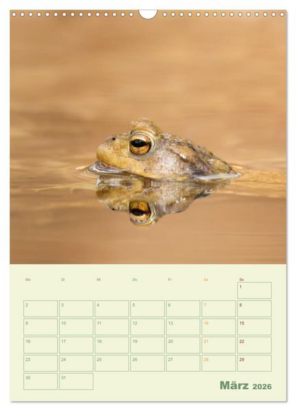 Produktbild: Waldmomente (Wandkalender 2026 DIN A3 hoch), CALVENDO Monatskalender