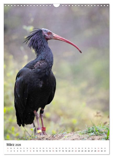 Produktbild: Der Waldrapp - Der etwas andere Vogel (Wandkalender 2026 DIN A3 hoch), CALVENDO Monatskalender