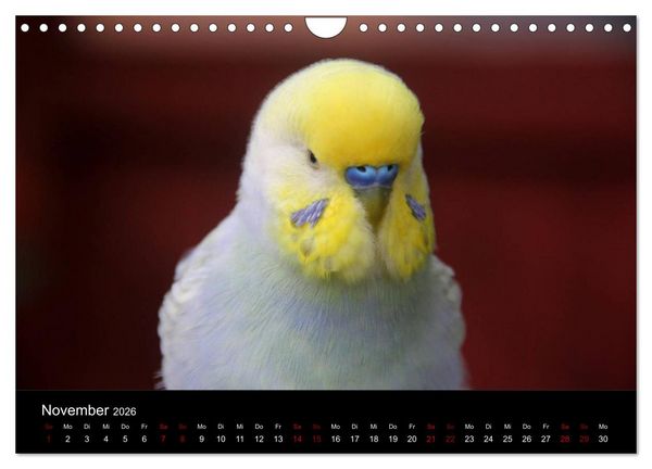 Produktbild: Wellensittichtr&auml;ume - Der neue Wellensittich-Naturkalender (Wandkalender 2026 DIN A4 quer), CALVENDO Monatskalender