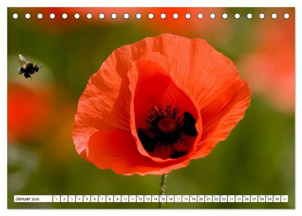 Produktbild: MohnTage (Tischkalender 2026 DIN A5 quer), CALVENDO Monatskalender