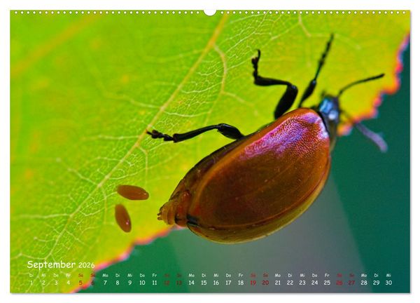 Produktbild: Tierische Untermieter (hochwertiger Premium Wandkalender 2026 DIN A2 quer), Kunstdruck in Hochglanz