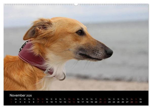 Produktbild: Der Silken Windsprite - ein Seelenhund (hochwertiger Premium Wandkalender 2026 DIN A2 quer), Kunstdruck in Hochglanz