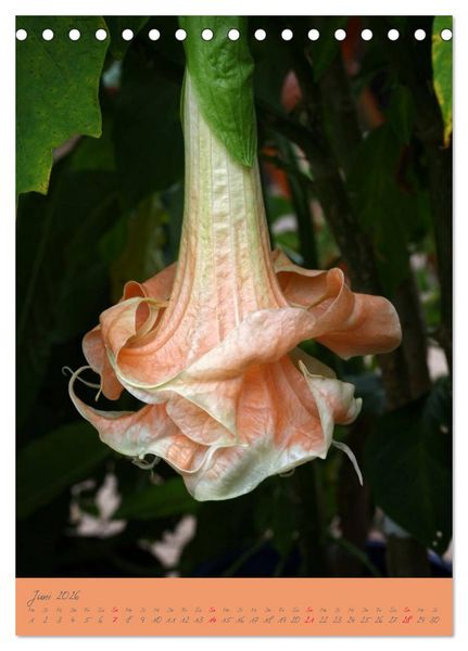 Produktbild: Brugmansia & Datura - Exotische Sch&ouml;nheiten (Tischkalender 2026 DIN A5 hoch), CALVENDO Monatskalender