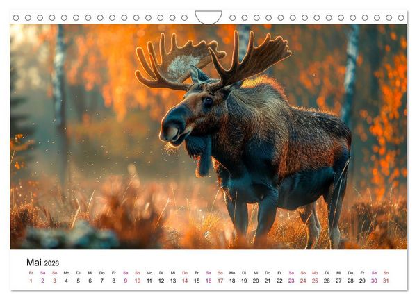 Produktbild: Elche - sch&ouml;ne Momente (Wandkalender 2026 DIN A4 quer), CALVENDO Monatskalender