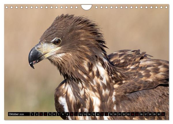 Produktbild: Seeadler in Polen (Wandkalender 2026 DIN A4 quer), CALVENDO Monatskalender