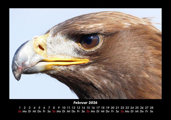 Produktbild: V&ouml;gel 2026 Fotokalender DIN A3