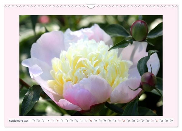 Produktbild: Pivoines - Roses sans &eacute;pines (Calendrier mural 2026 DIN A3 vertical), CALVENDO calendrier mensuel