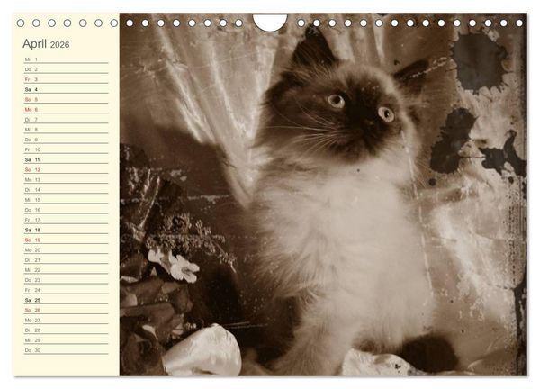 Produktbild: Oma's Katzenkalender 2026 (Wandkalender 2026 DIN A4 quer), CALVENDO Monatskalender