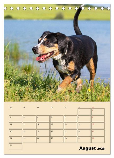Produktbild: Jahresplaner Entlebucher Sennenhund (Tischkalender 2026 DIN A5 hoch), CALVENDO Monatskalender
