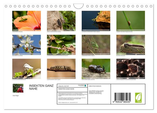 Produktbild: INSEKTEN GANZ NAHE (Wandkalender 2026 DIN A4 quer), CALVENDO Monatskalender