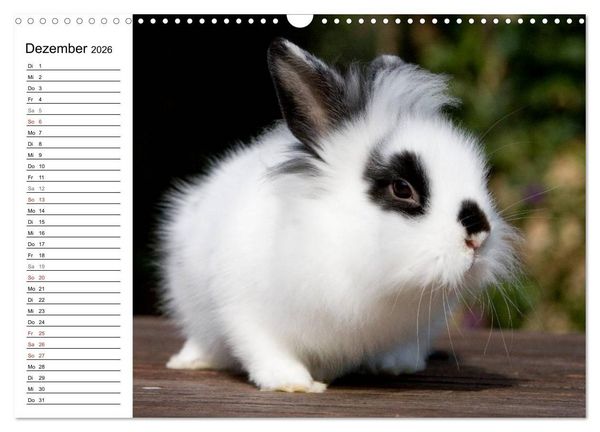 Produktbild: Kaninchen - knuddelige Hausgenossen (Wandkalender 2026 DIN A3 quer), CALVENDO Monatskalender
