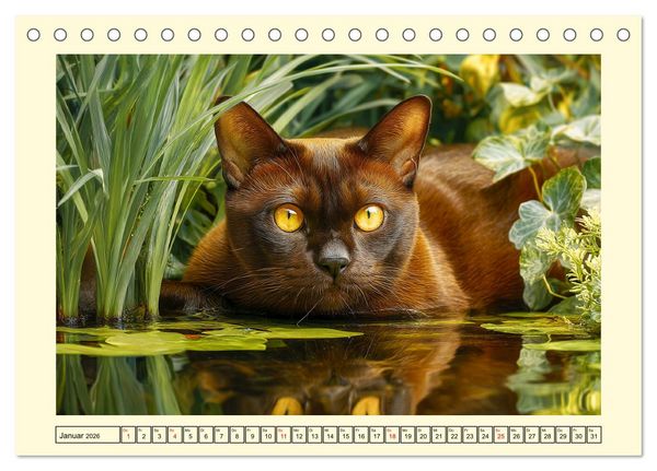 Produktbild: Burma-Katzen. Ausstrahlung und Anmut der faszinierenden Samtpfoten (Tischkalender 2026 DIN A5 quer), CALVENDO Monatskalender