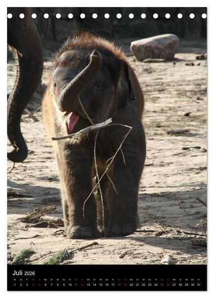 Produktbild: Zootiere (Tischkalender 2026 DIN A5 hoch), CALVENDO Monatskalender
