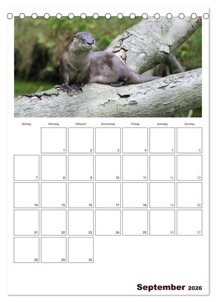 Produktbild: Der Fischotter-Terminplaner (Tischkalender 2026 DIN A5 hoch), CALVENDO Monatskalender