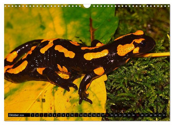 Produktbild: Im Revier der Salamander (Wandkalender 2026 DIN A3 quer), CALVENDO Monatskalender
