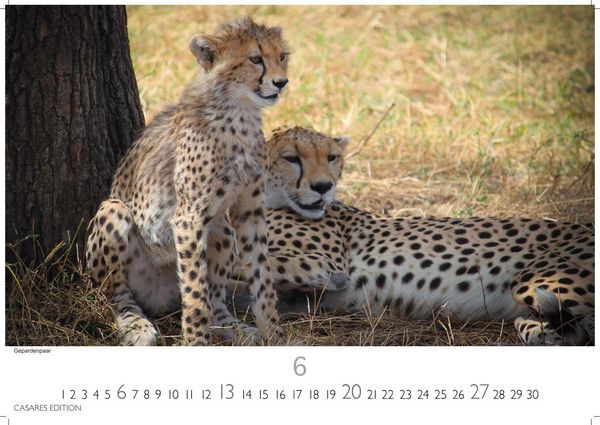 Produktbild: Big Cats Kalender 2027 &ndash; Wandkalender | Fotokalender Tierkalender 35x50cm &ndash; Wundersch&ouml;ner Gro&szlig;katzen-. mit beeindruckenden Fotos von Tiger| L&ouml;wen | Jaguar | Gepard | Luchs | Puma.