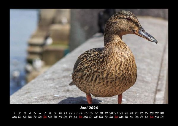 Produktbild: Enten 2026 Fotokalender DIN A3